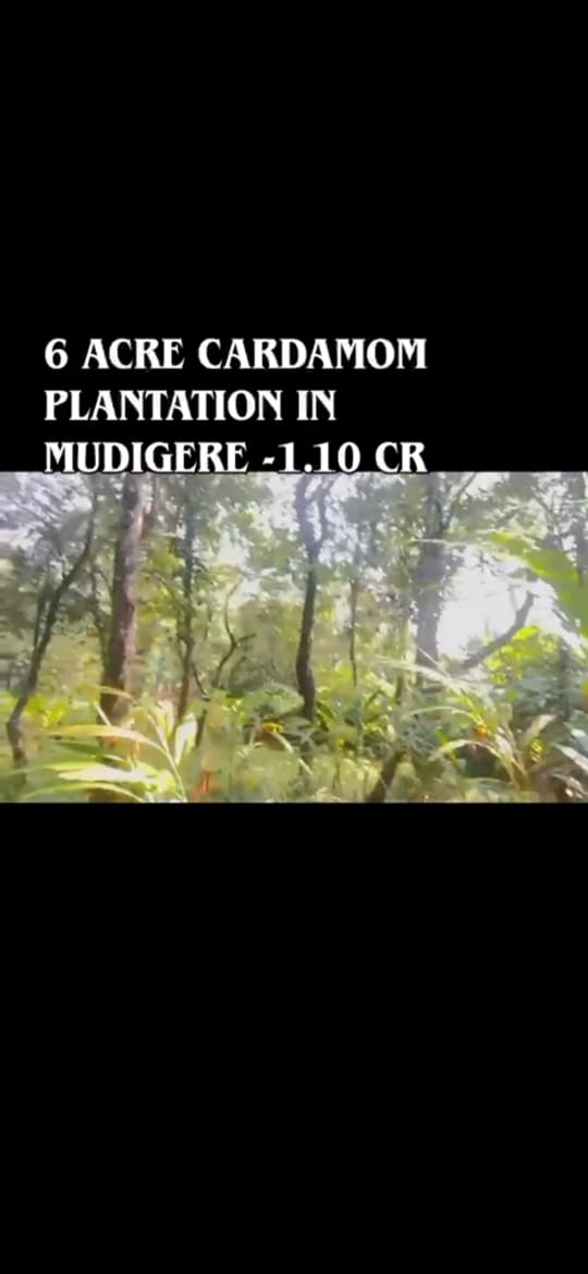 *property id 5182*  🌿 *6 Acre Boundary Land with Cardamom Plantation* – Mudigere